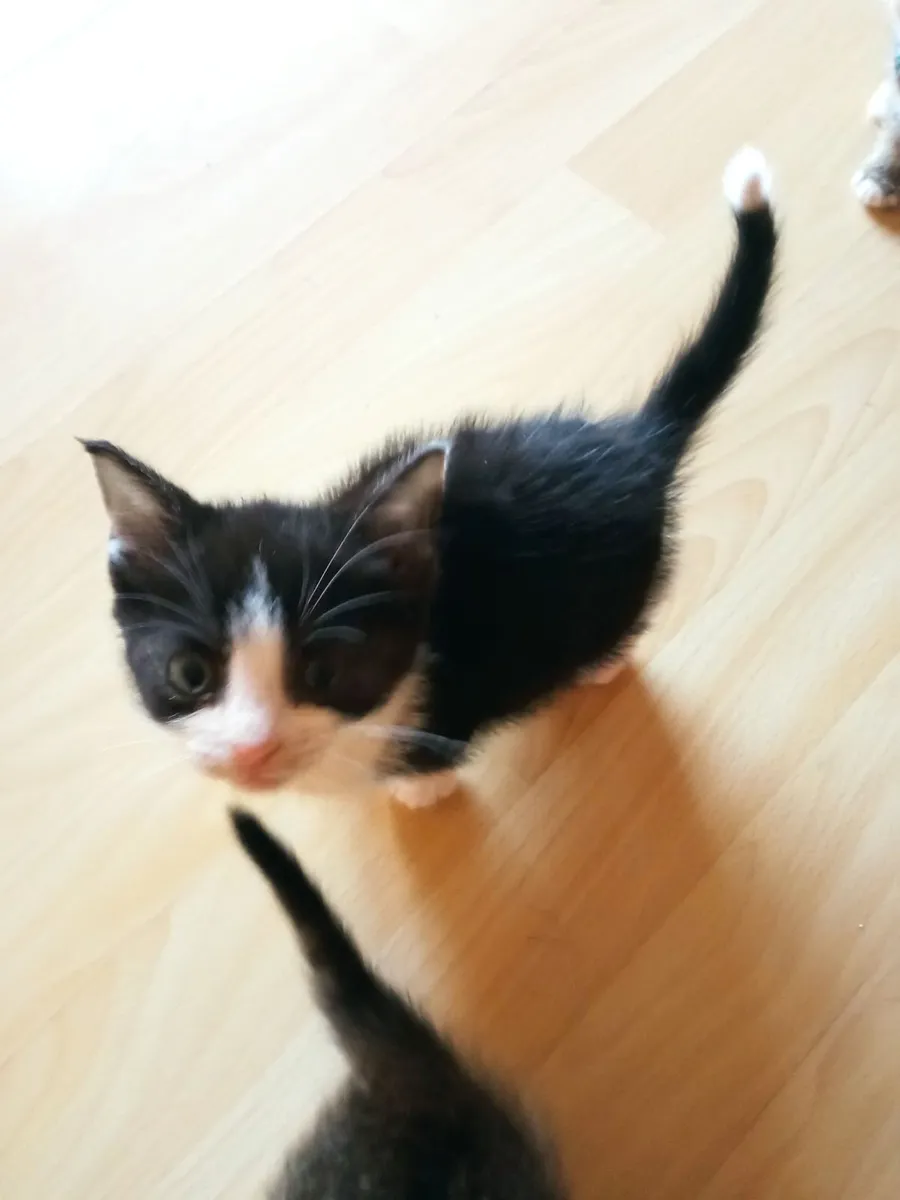 3 kittens - Image 3