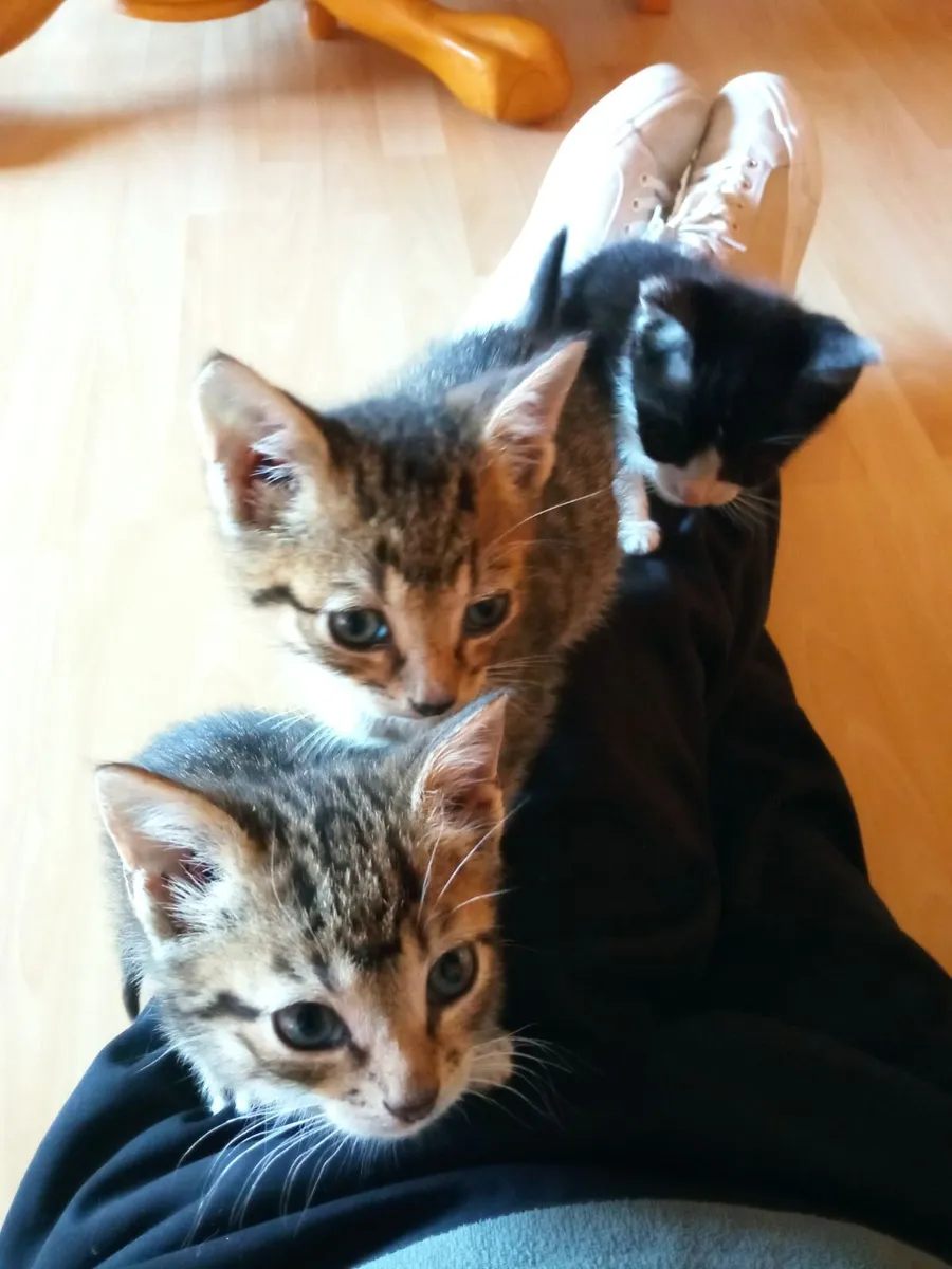 3 kittens - Image 1