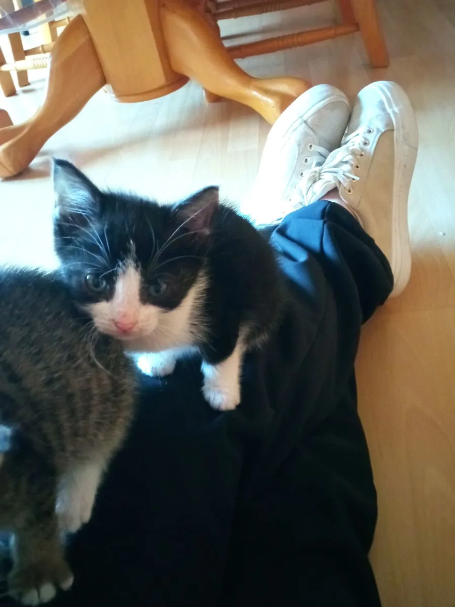 3 kittens - Image 2