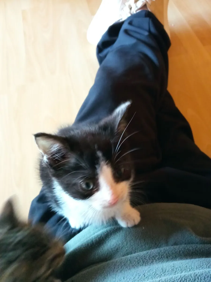 3 kittens - Image 4