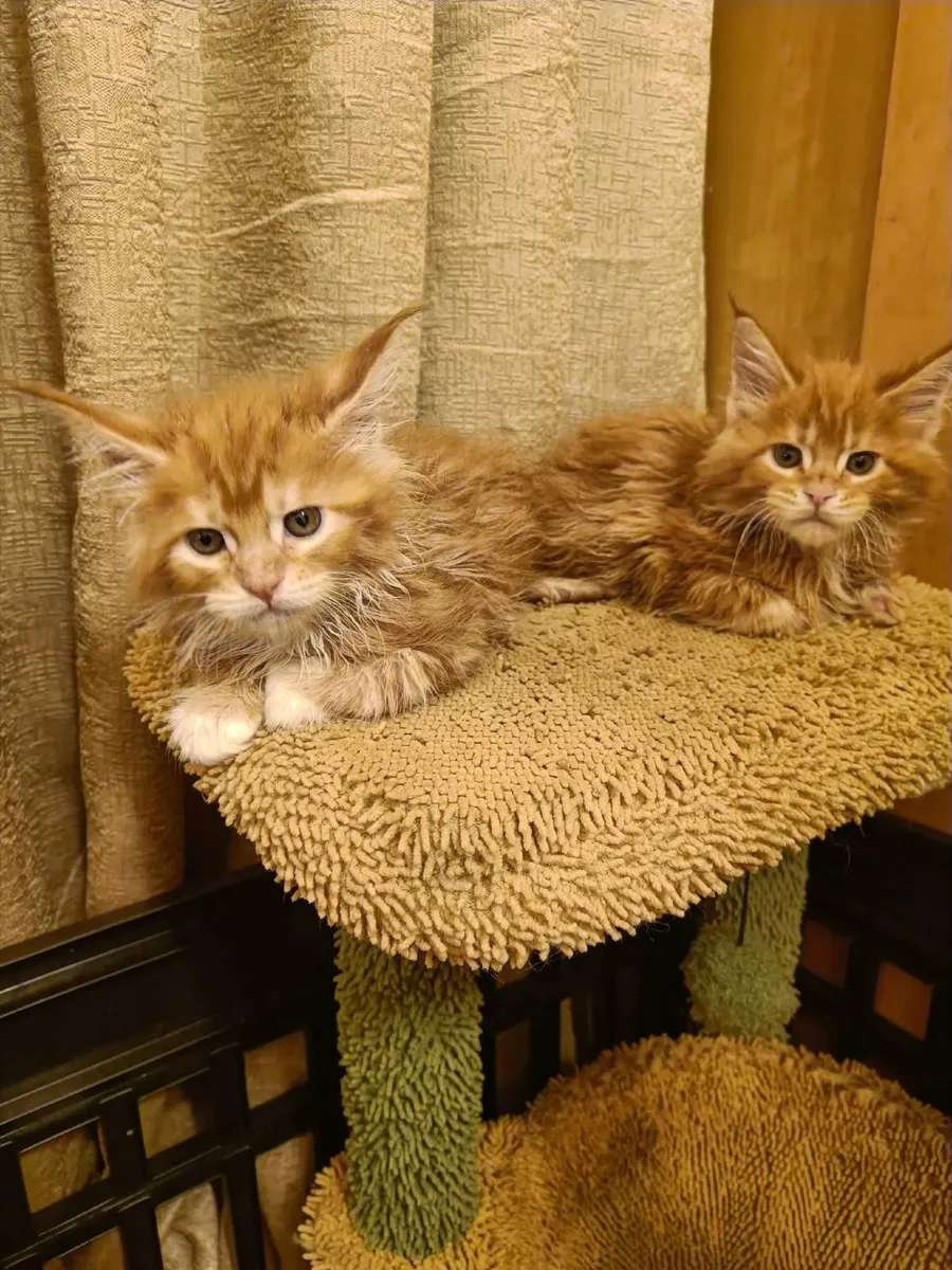 Maine Coon kittens WCF registered are for sale - Image 1