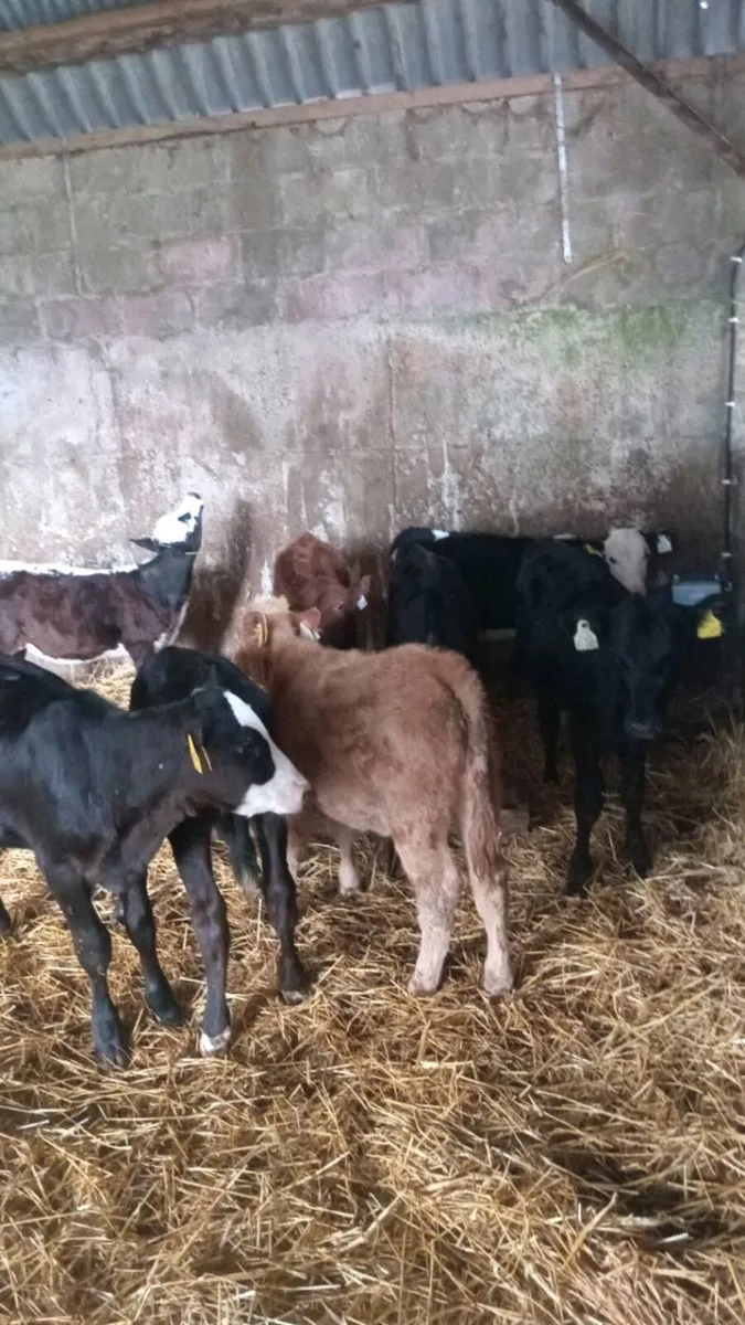 8 smashing heifer runners - Image 1