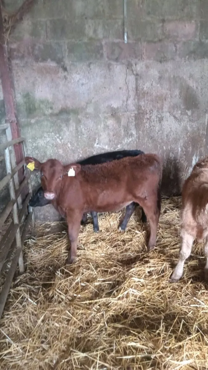 8 smashing heifer runners - Image 2