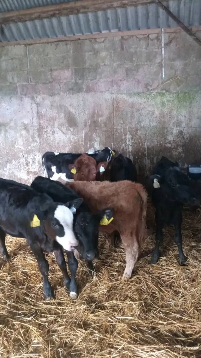 8 smashing heifer runners - Image 3