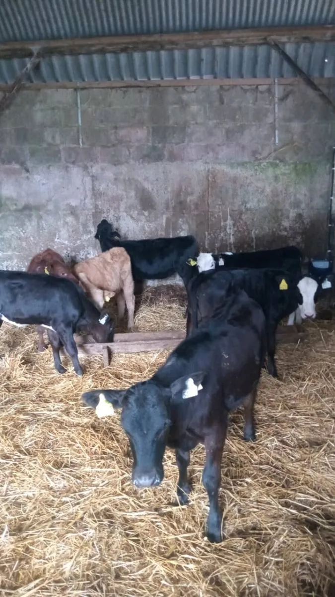 8 smashing heifer runners - Image 4