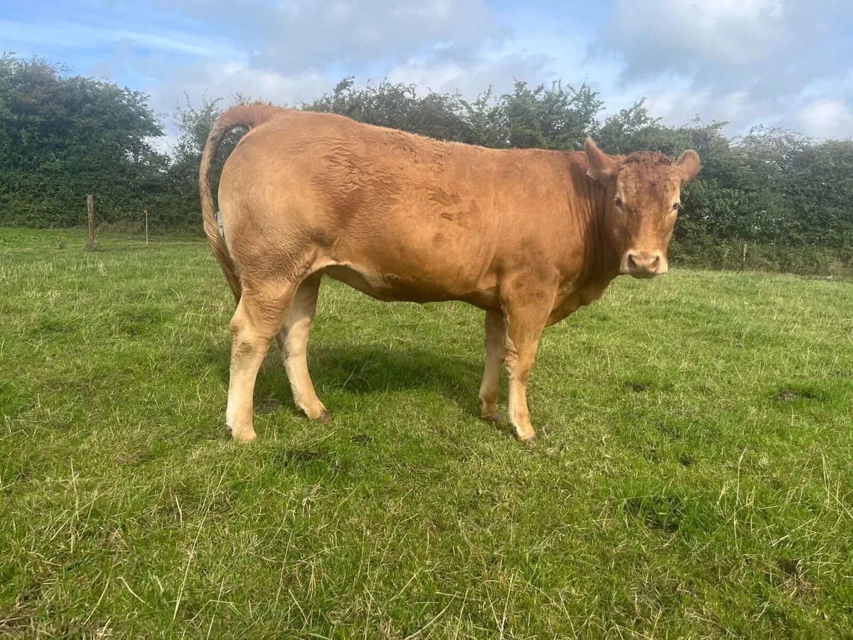 Pedigree Limousin in calf heifers - Image 1