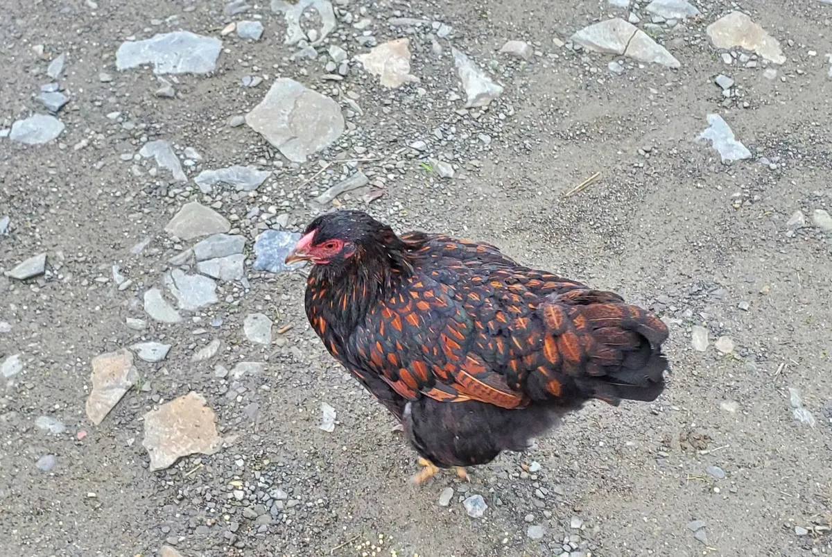 Blue Laced Wyandotte and Auracana - Image 3