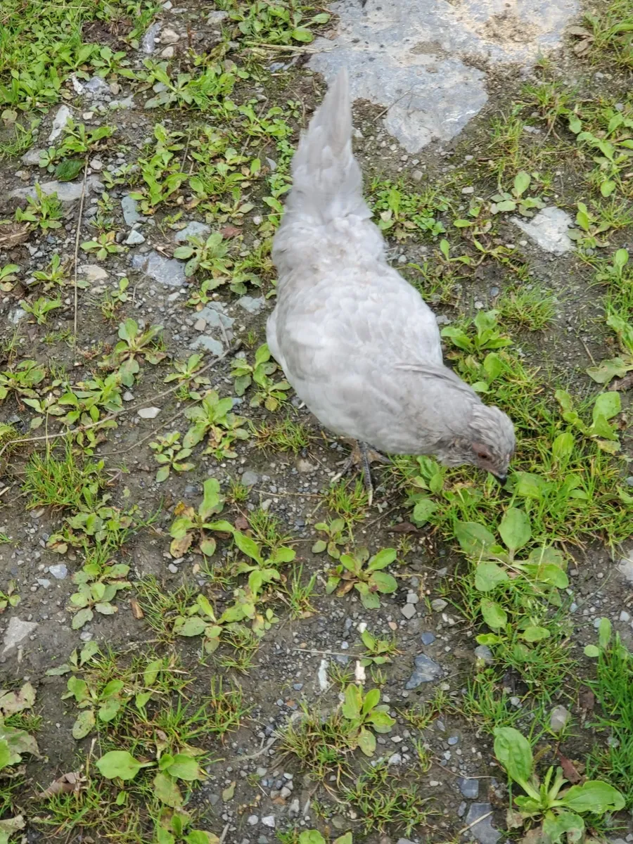 Blue Laced Wyandotte and Auracana - Image 4