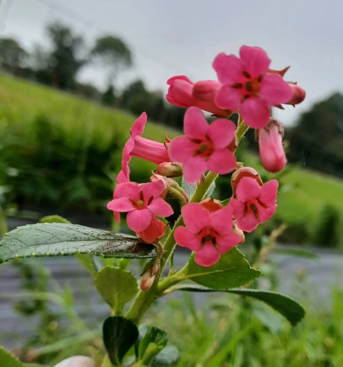 Plants - Image 1