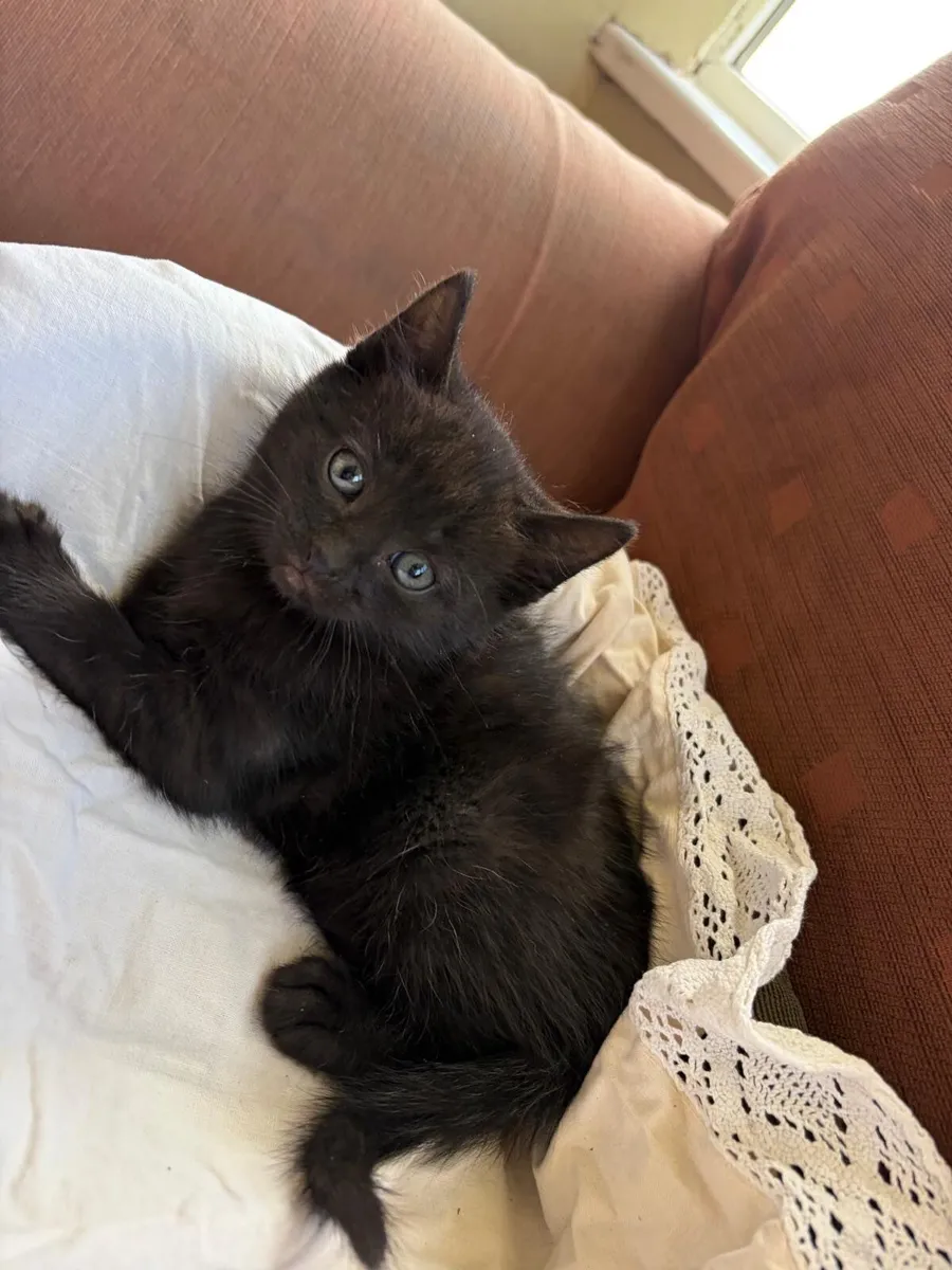 Kitten - Image 2