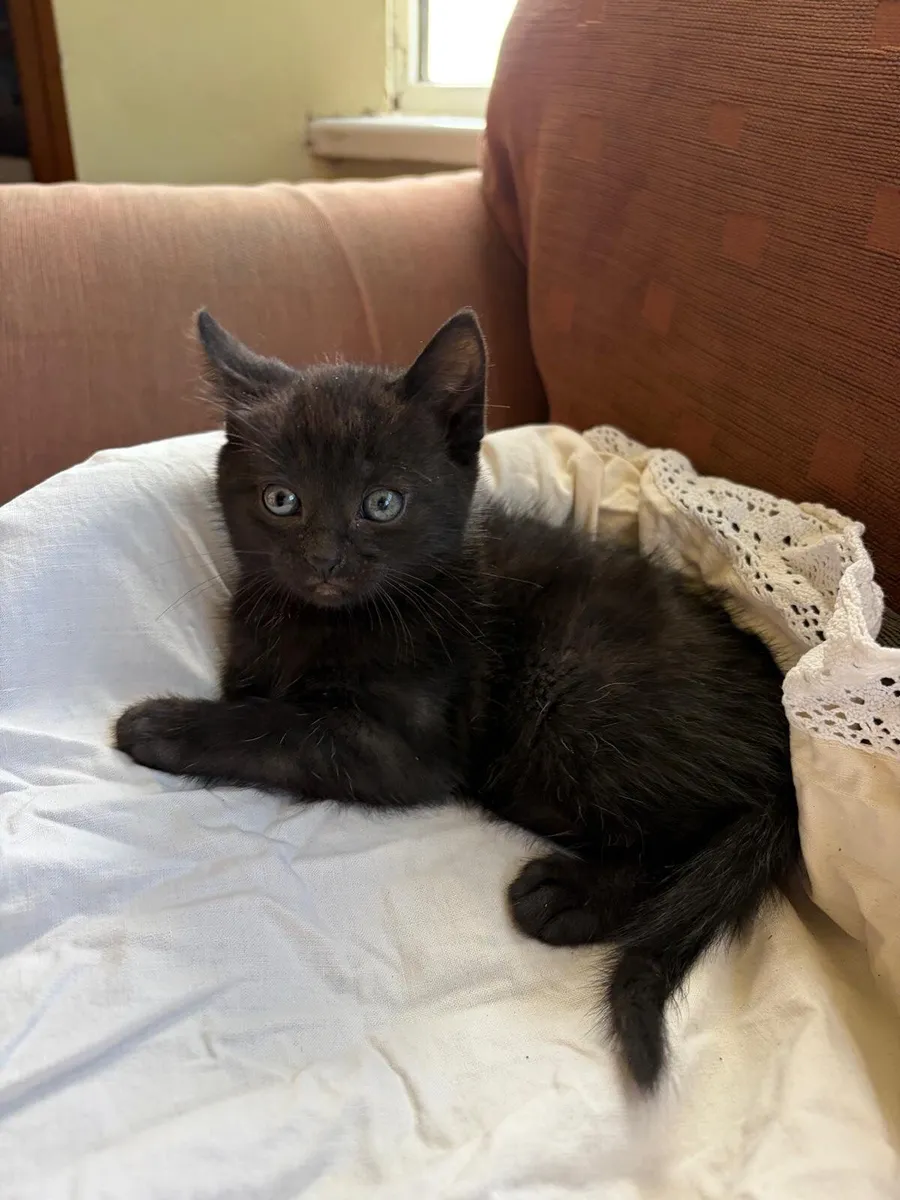 Kitten - Image 1