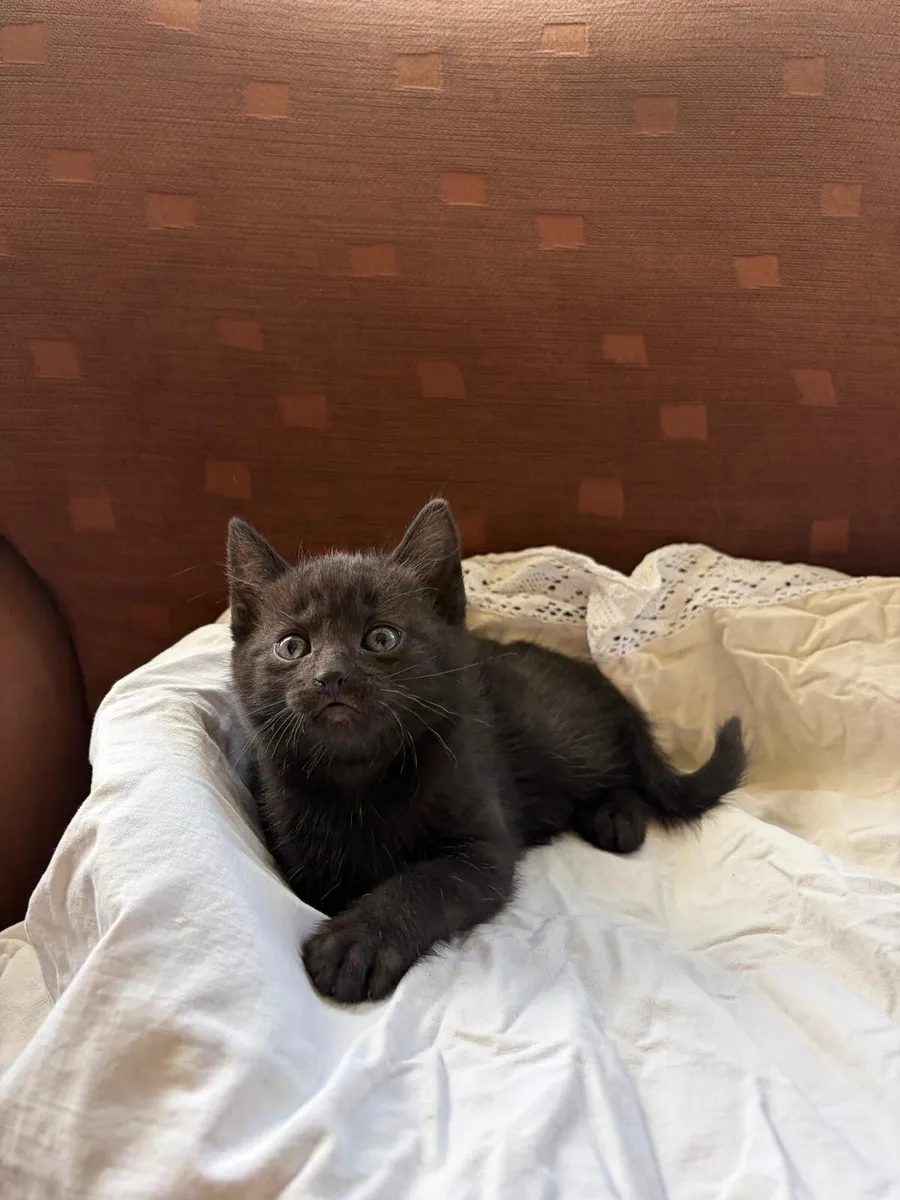 Kitten - Image 3