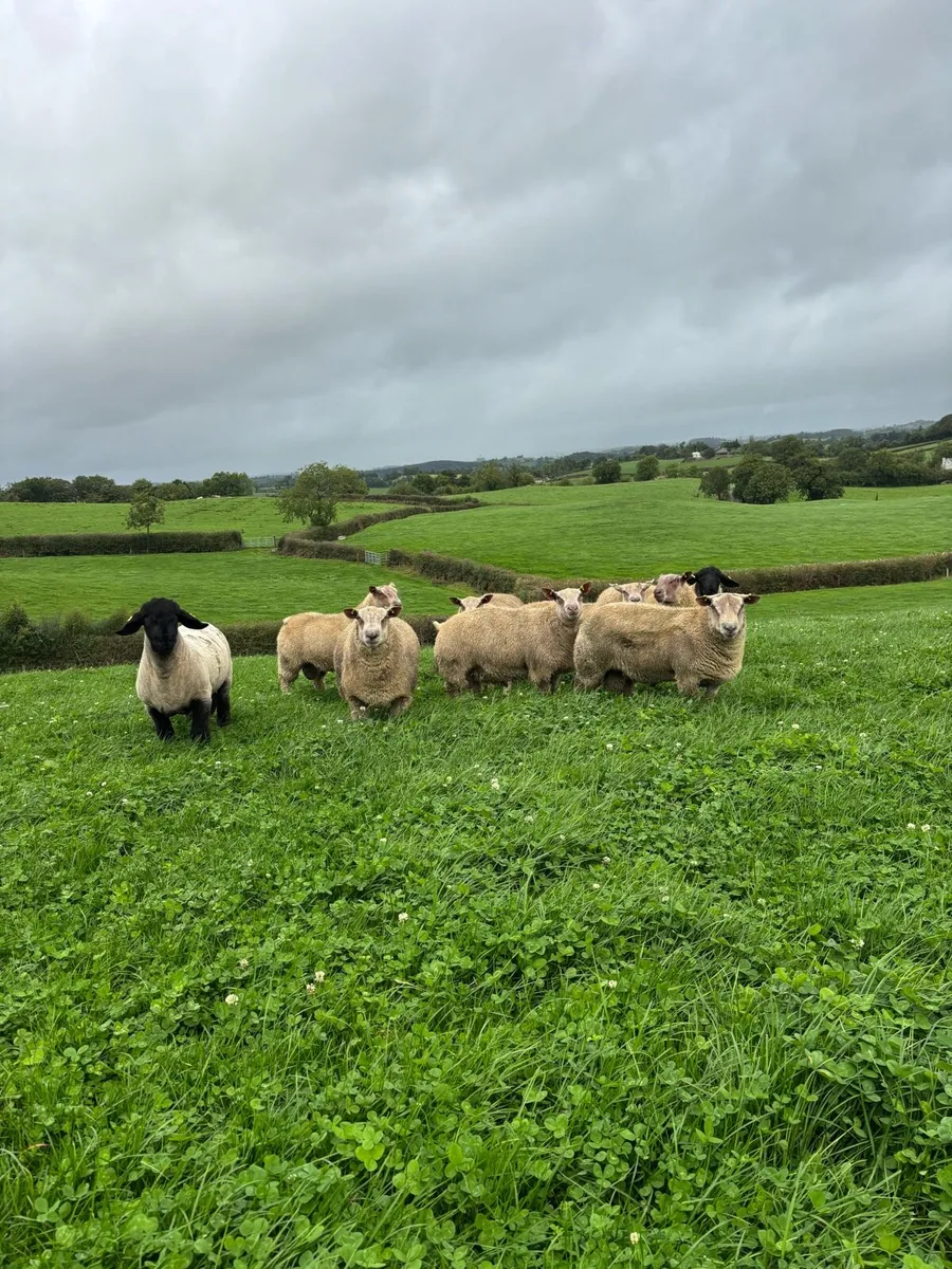 Pedigree Charollais & Suffolk Ram Lambs - Image 1