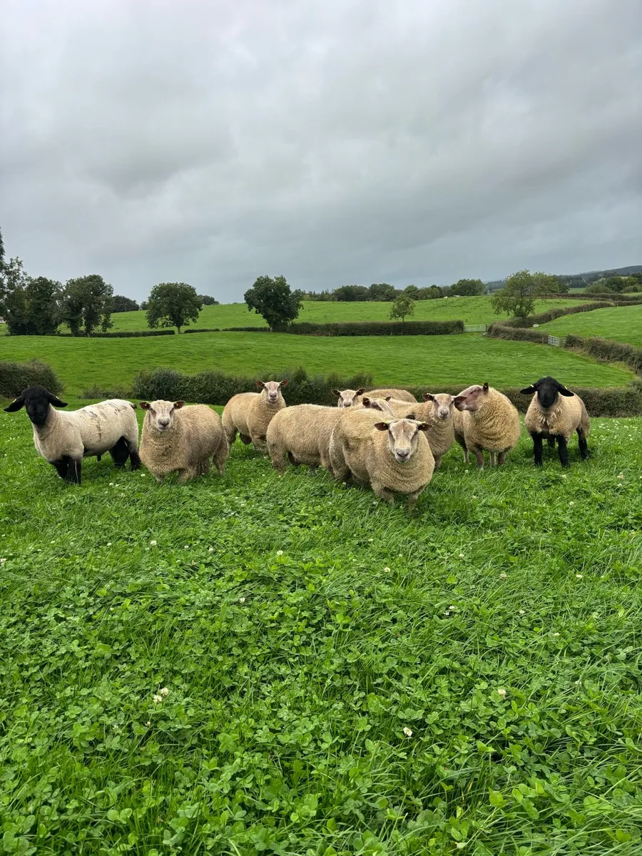 Pedigree Charollais & Suffolk Ram Lambs - Image 2