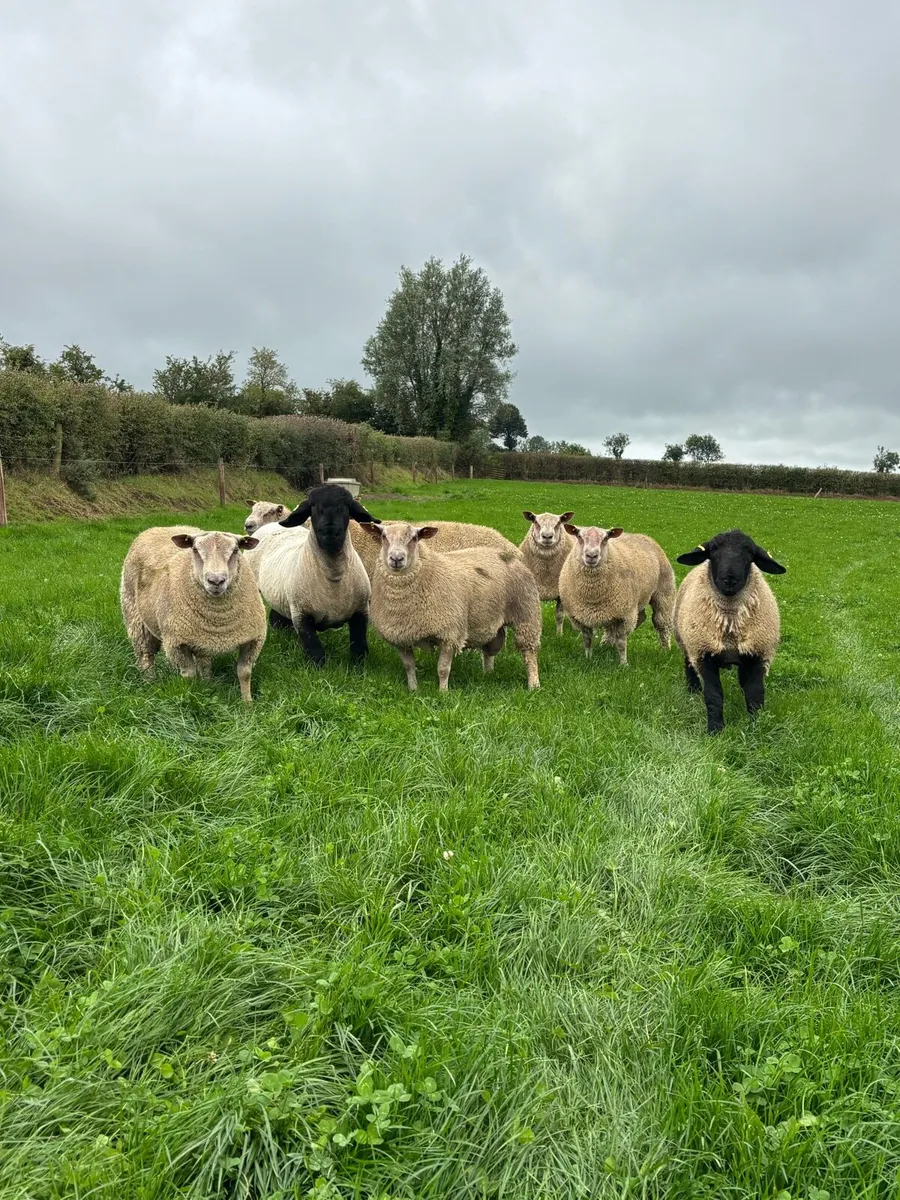 Pedigree Charollais & Suffolk Ram Lambs - Image 3