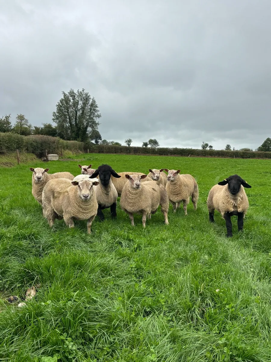 Pedigree Charollais & Suffolk Ram Lambs - Image 4