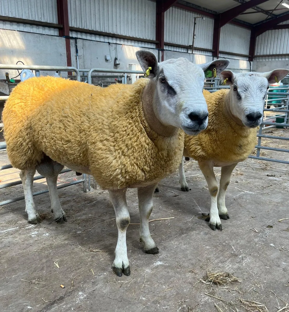 Aberfield hoggets - Image 2