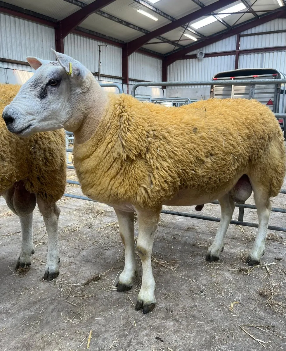 Aberfield hoggets - Image 1