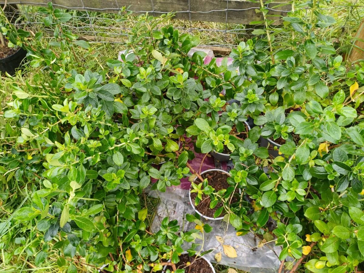 Plants - Image 2