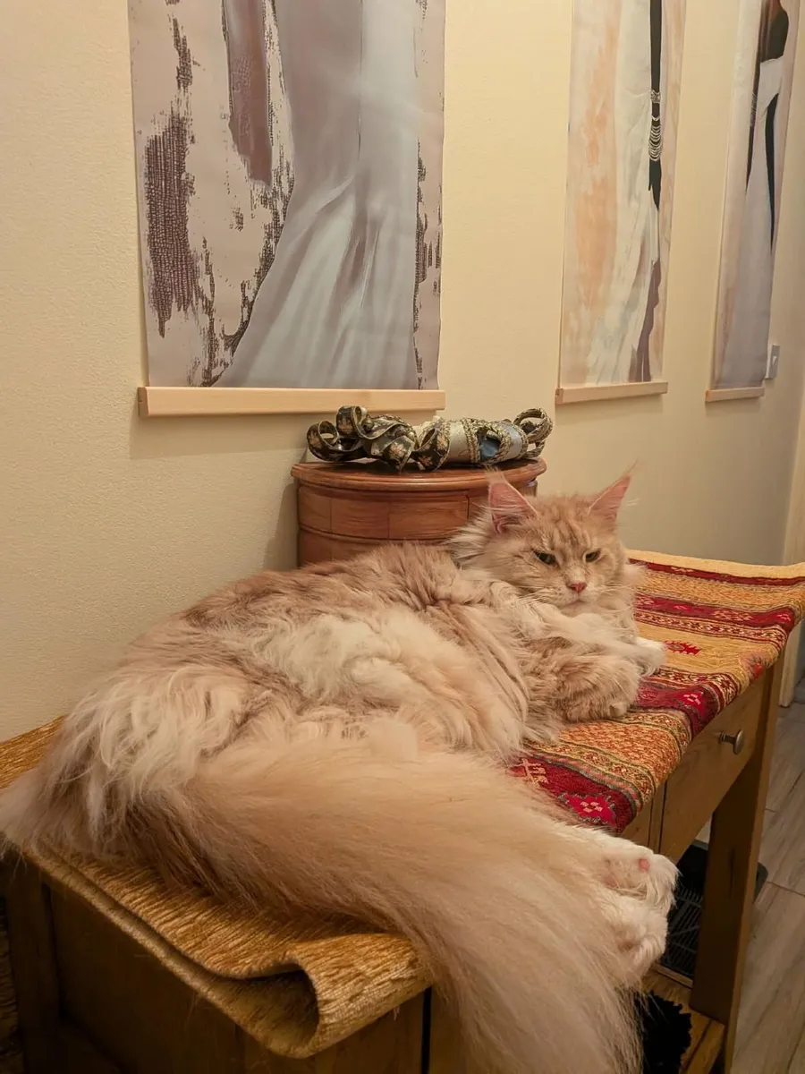 Maine Coon kittens WCF registered are for sale - Image 2