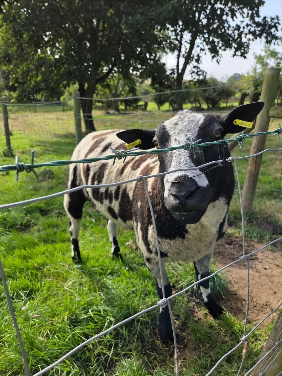 Dutch spotted ram - Image 1