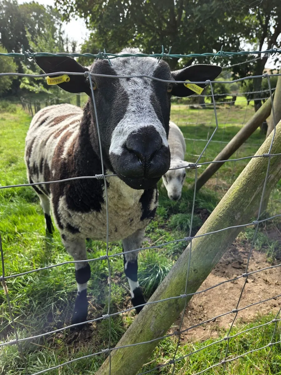 Dutch spotted ram - Image 2
