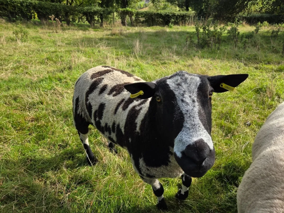 Dutch spotted ram - Image 3