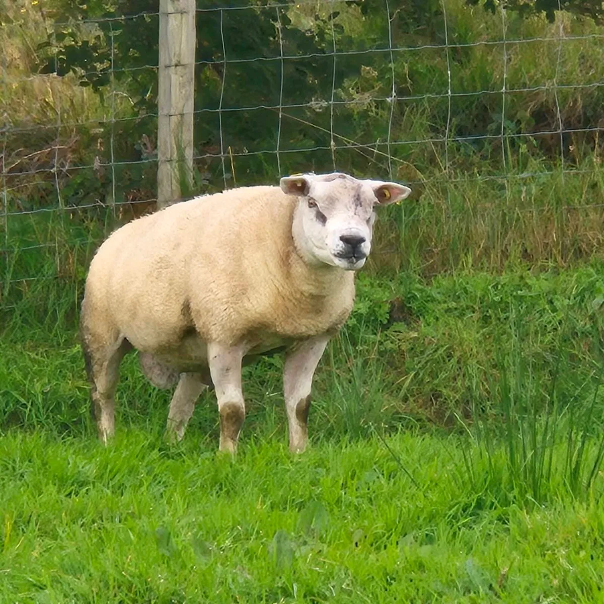 TEXEL  RAMS - Image 1