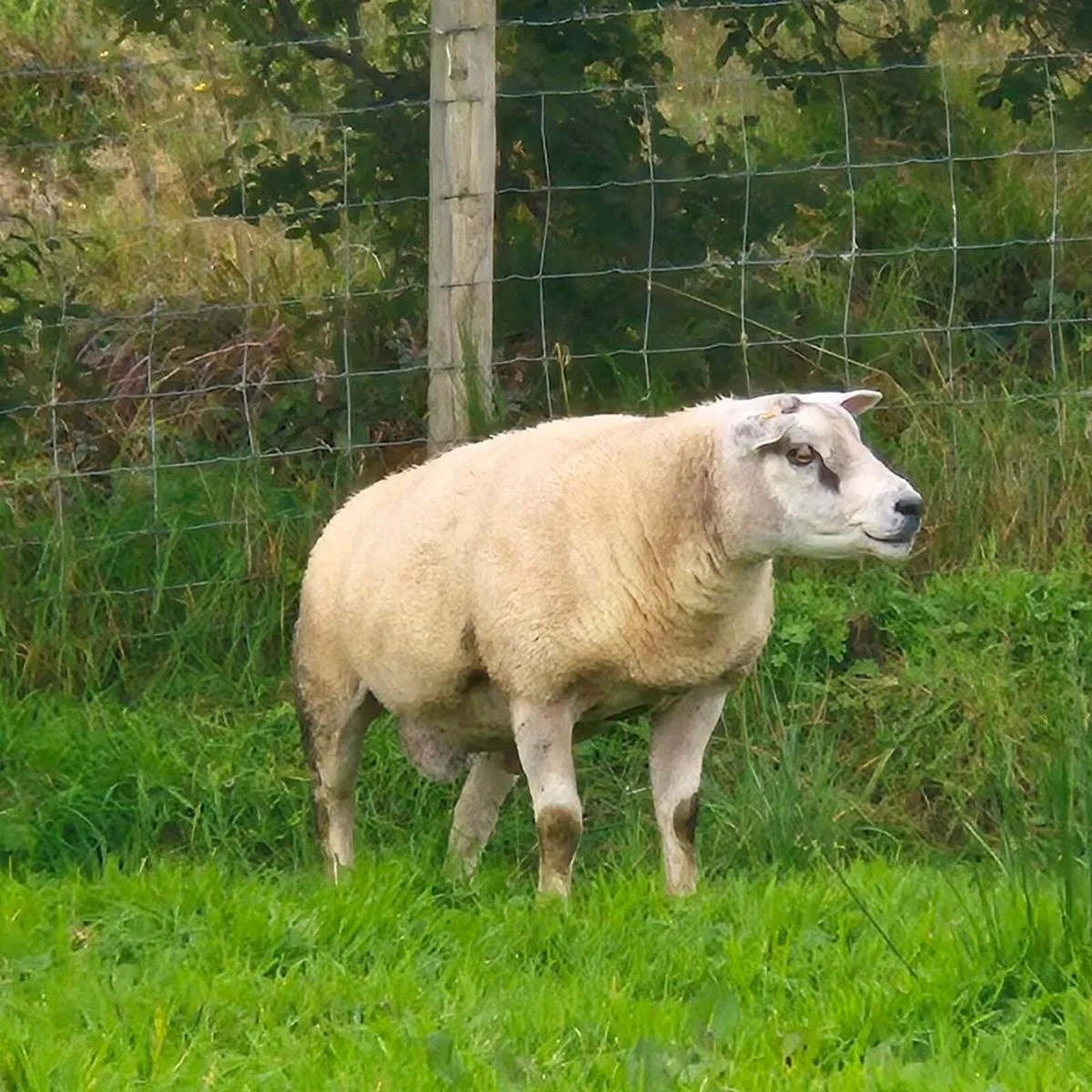 TEXEL  RAMS - Image 2