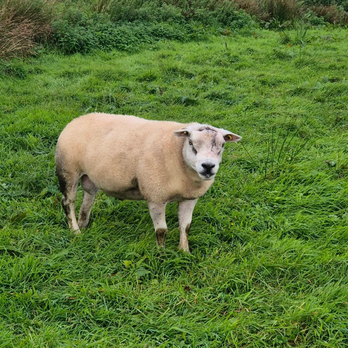 TEXEL  RAMS - Image 3
