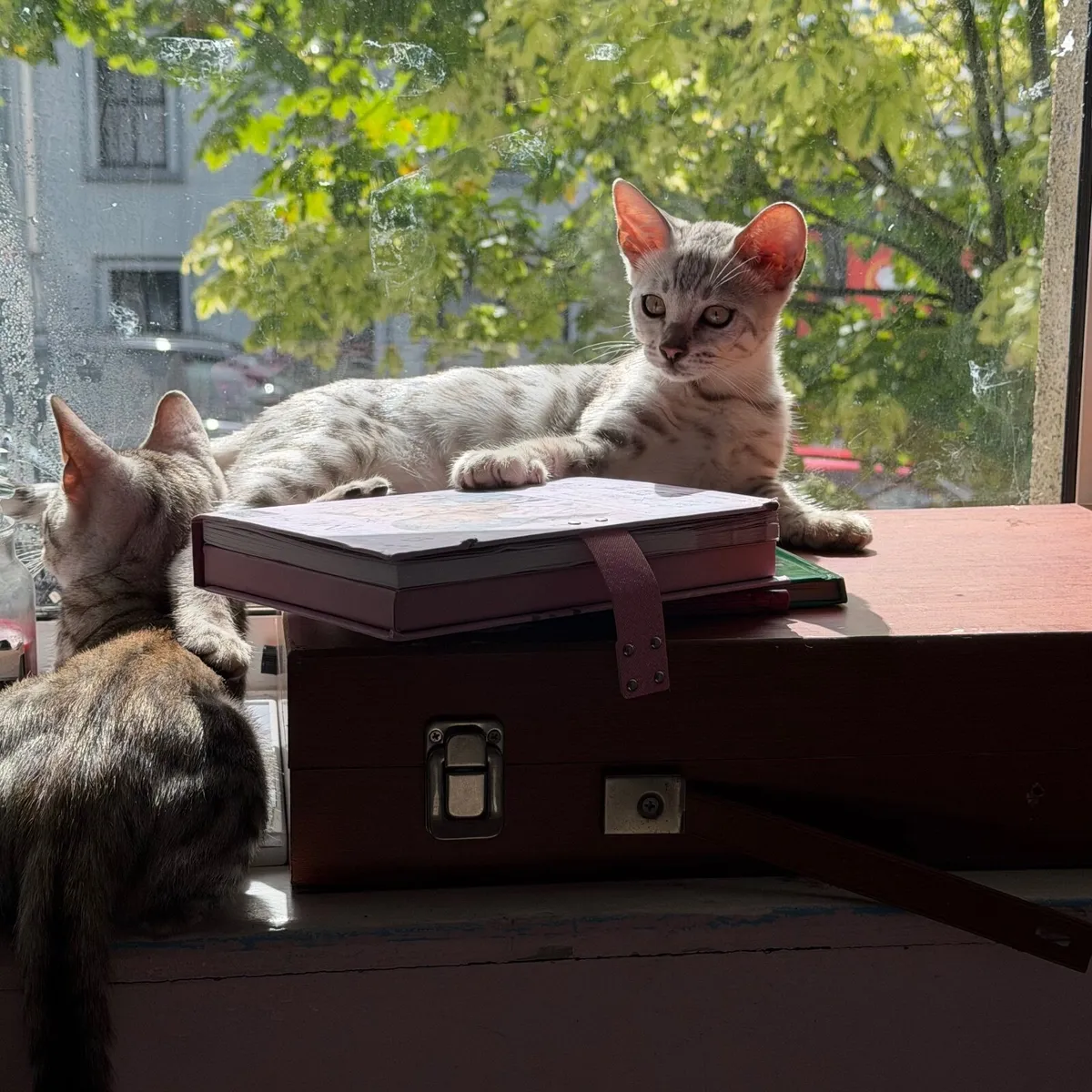 Kitten - Image 1