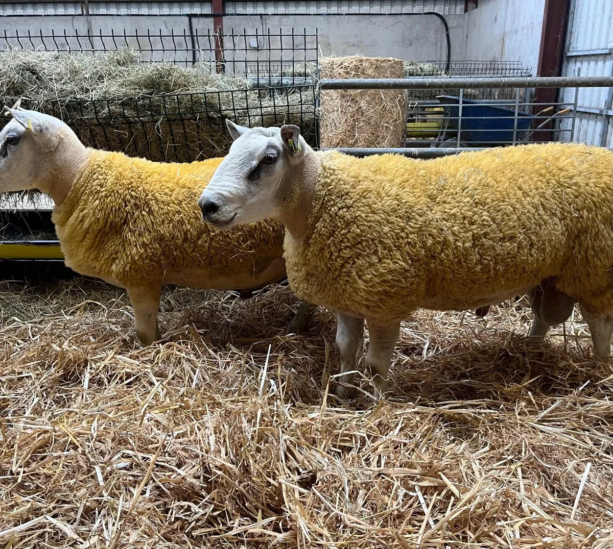Aberfield hoggets - Image 3