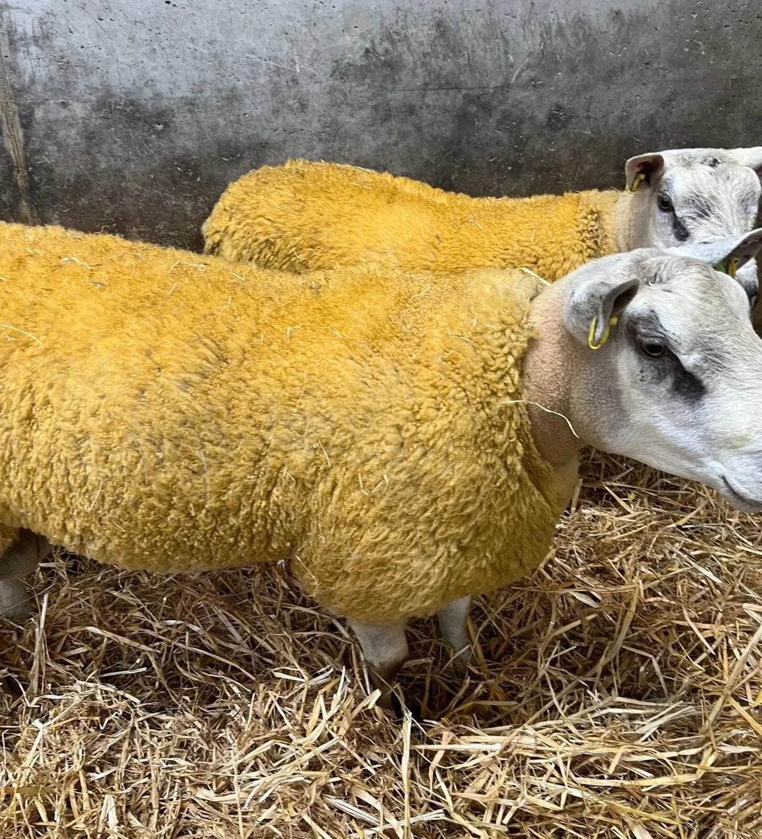 Aberfield hoggets - Image 4