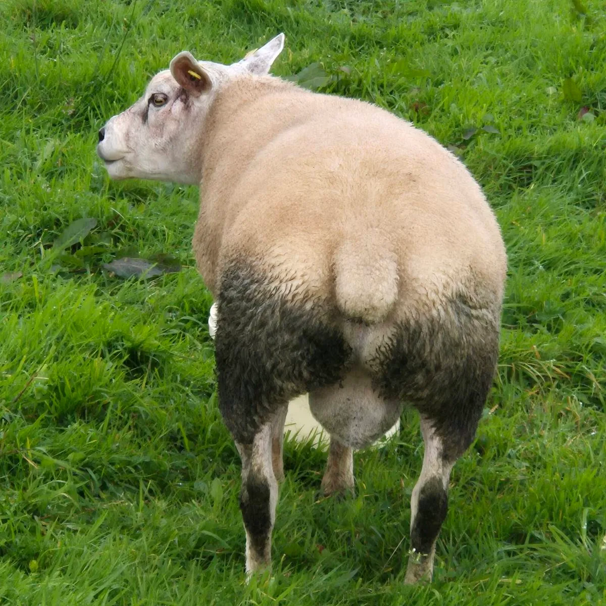 TEXEL  RAMS - Image 4
