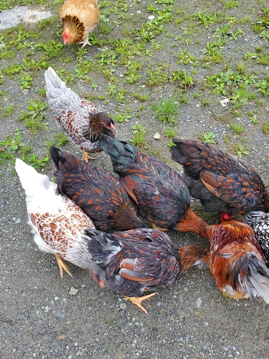 Blue Laced Wyandotte and Auracana - Image 1