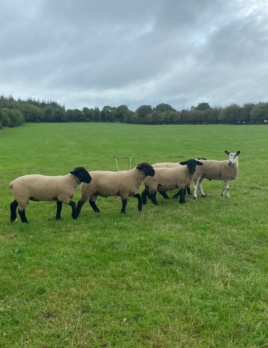 Hogget Rams - Image 1