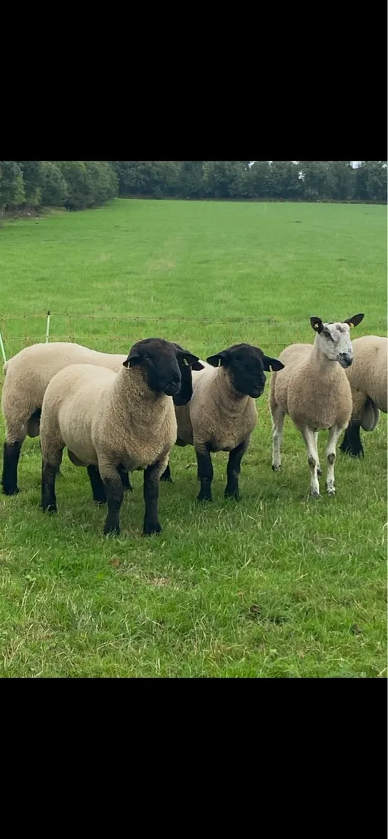 Hogget Rams - Image 2