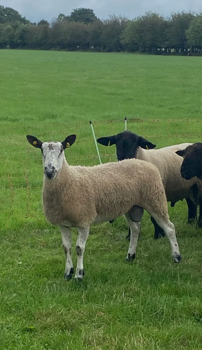 Hogget Rams - Image 3