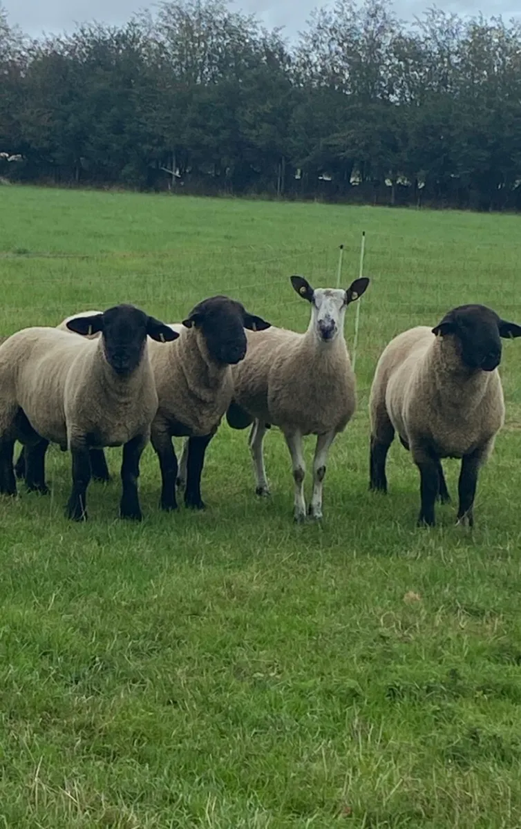 Hogget Rams - Image 4