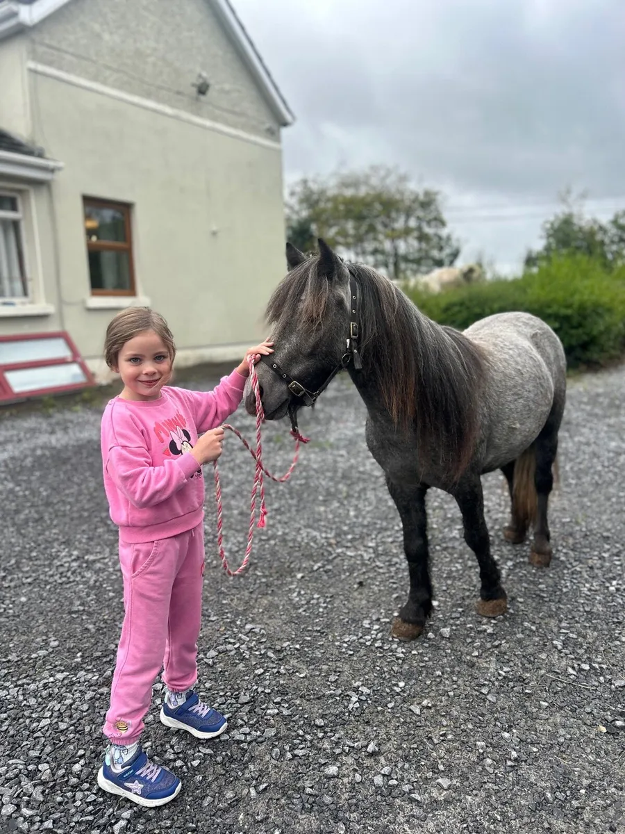 ☘️ pony for sale ☘️ - Image 1