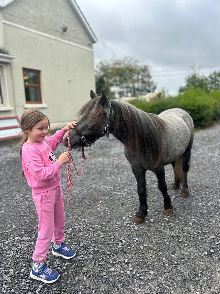 ☘️ pony for sale ☘️ - Image 2