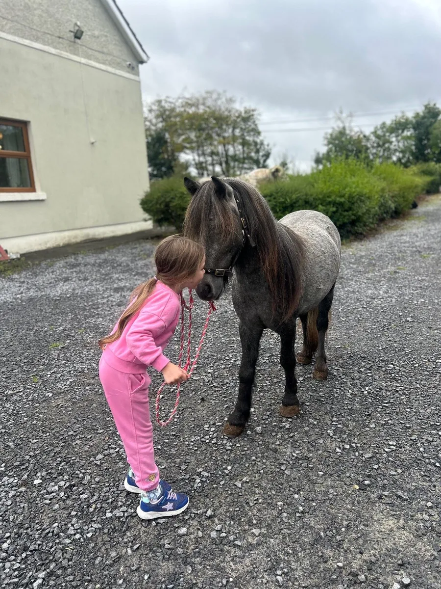 ☘️ pony for sale ☘️ - Image 3