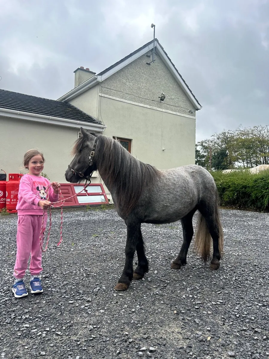 ☘️ pony for sale ☘️ - Image 4