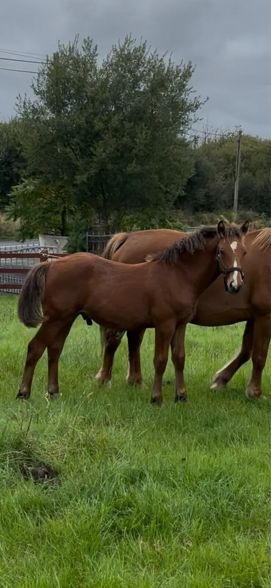 Irish Draught colt - Image 4