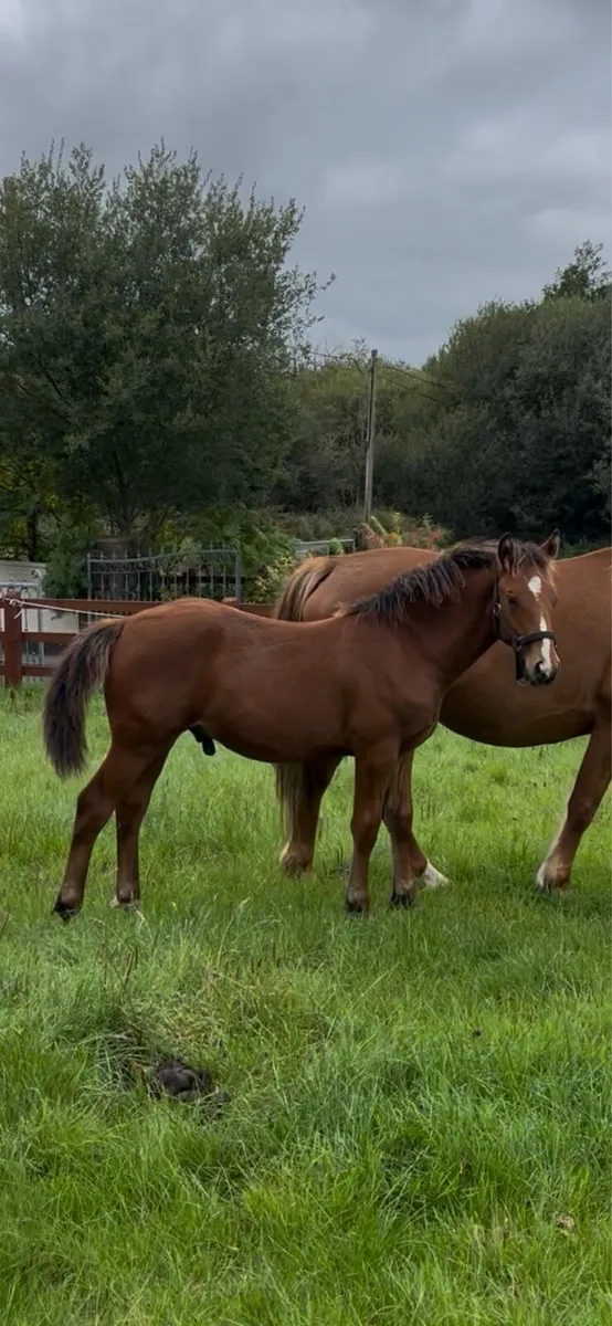 Irish Draught colt - Image 2