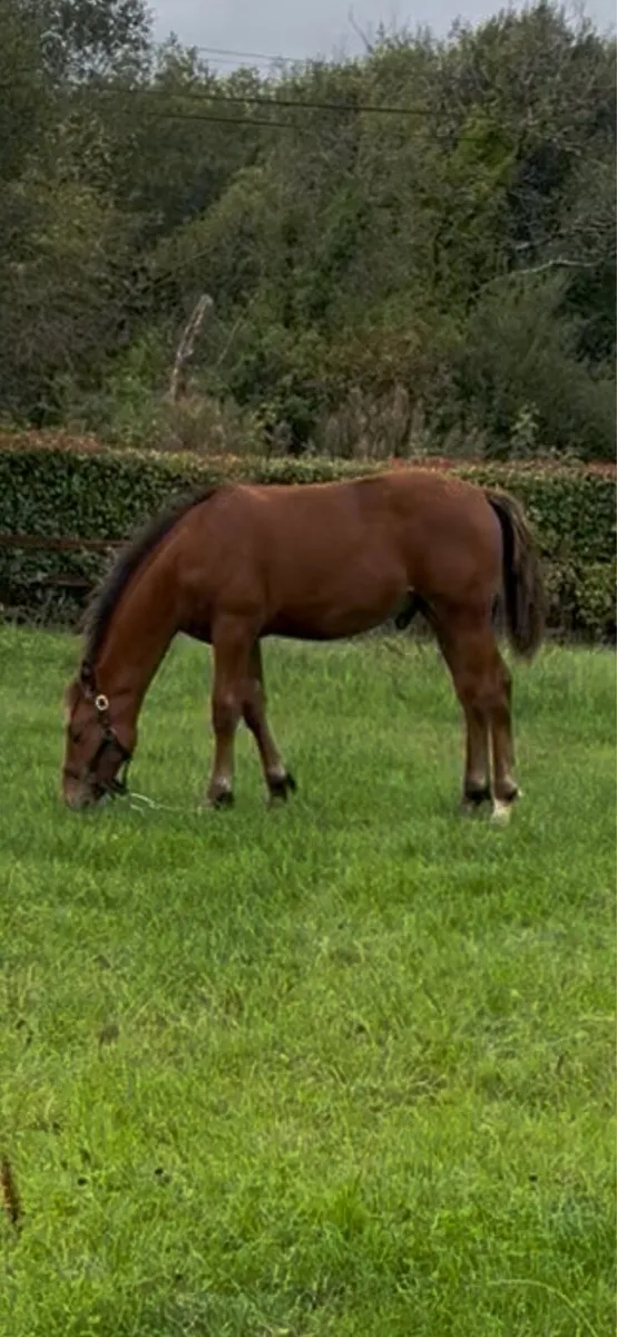 Irish Draught colt - Image 3