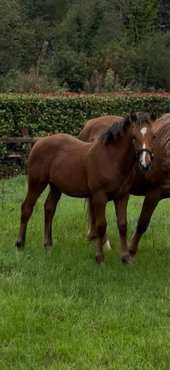 Irish Draught colt - Image 1