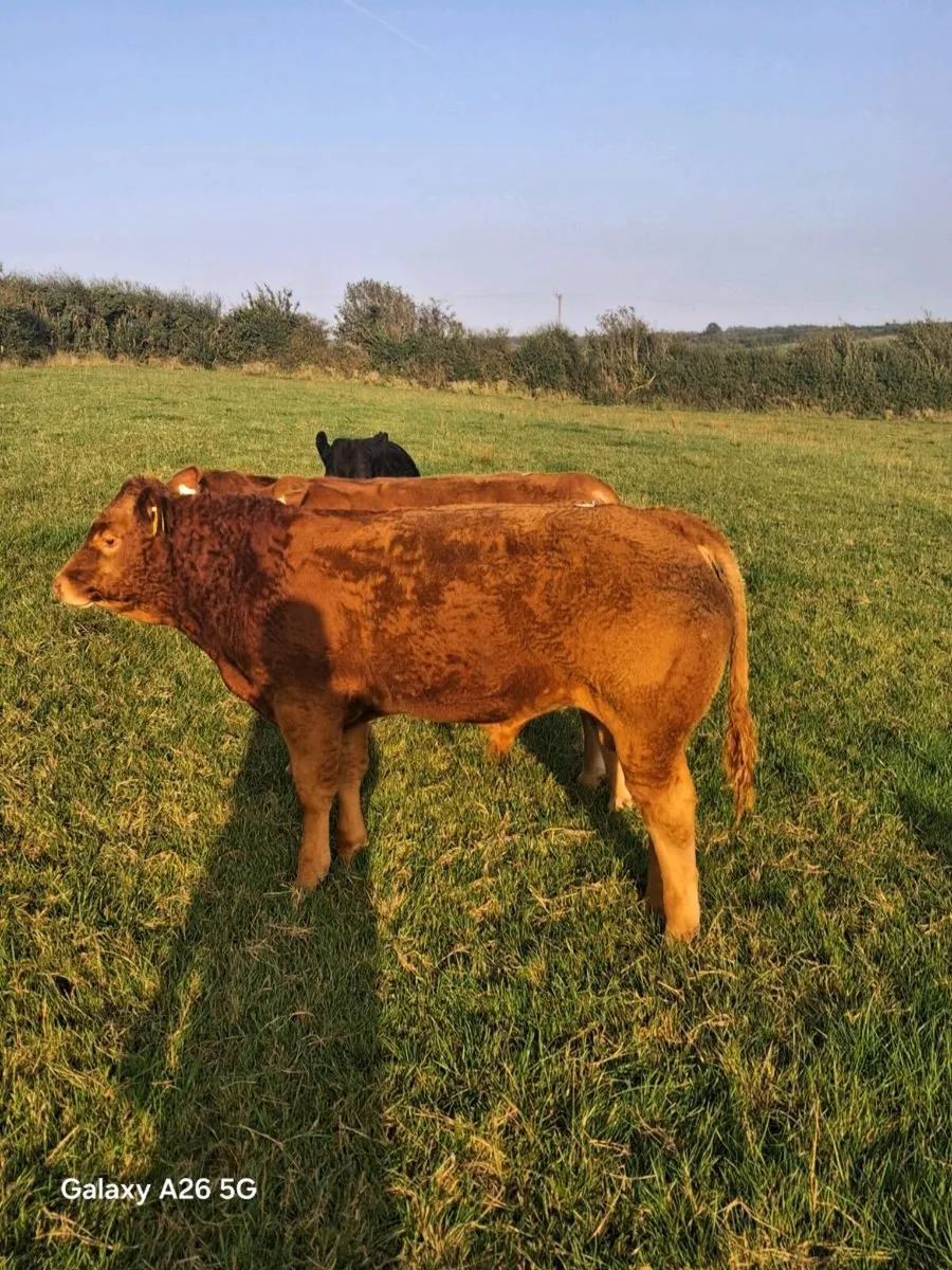 Male weanlings - Image 1