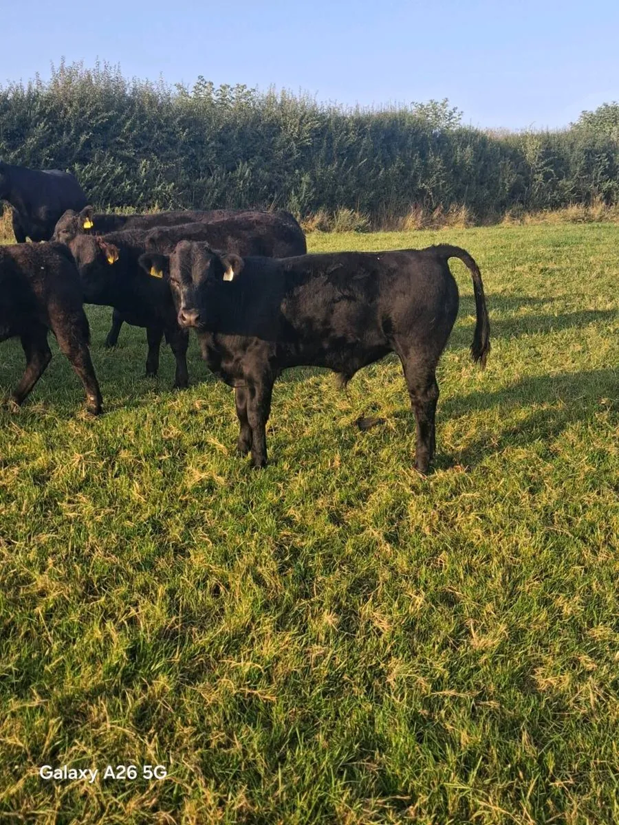 Male weanlings - Image 2