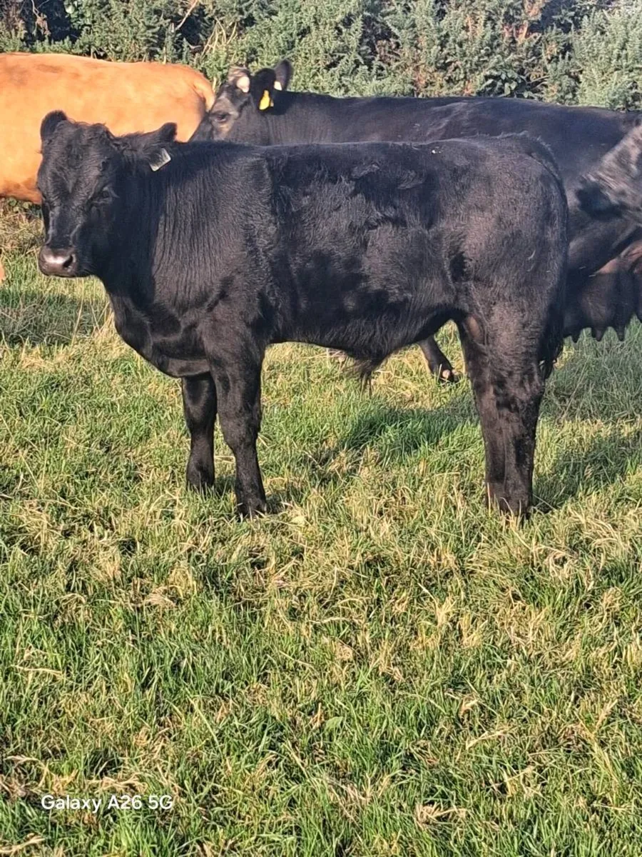 Male weanlings - Image 4